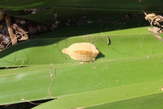 Oruga Peluche